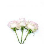 drei weiße Rosen